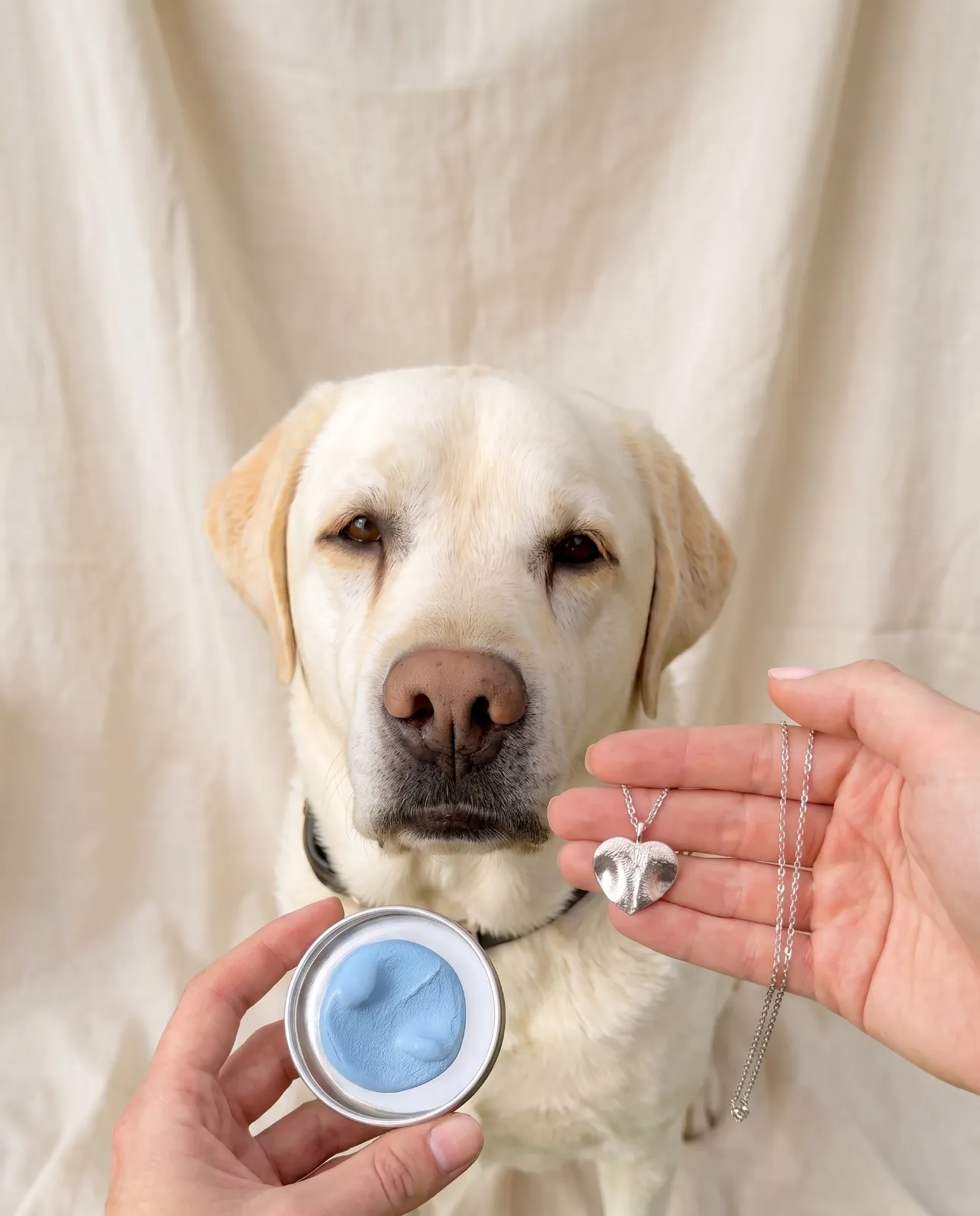 Labrador alături de kitul de amprentă din silicon și pandantivul din argint pur cu amprenta năsucului său — Botic, lucrat manual în Brașov